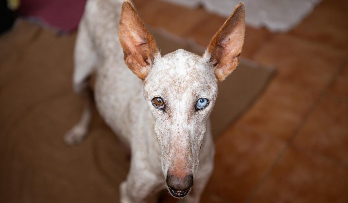 Jagdhunde werden in Spanien als Nutztiere kategorisiert.