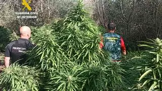 Cinco detenidos en Vinaròs por poseer más de 100 plantas de marihuana y un arma