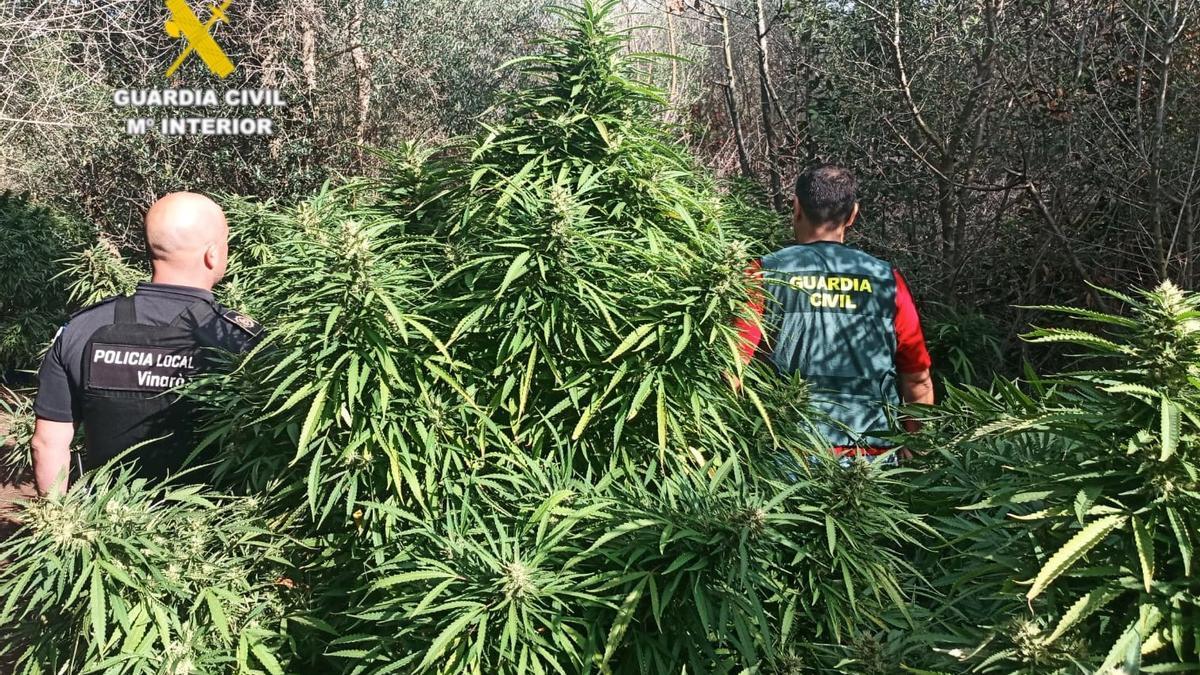 Plantación de marihuana localizada en Vinaròs.