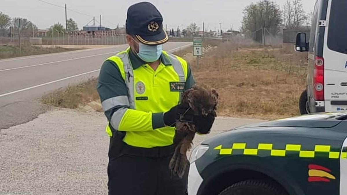 El agente de la Guardia Civil con el milano rescatado.