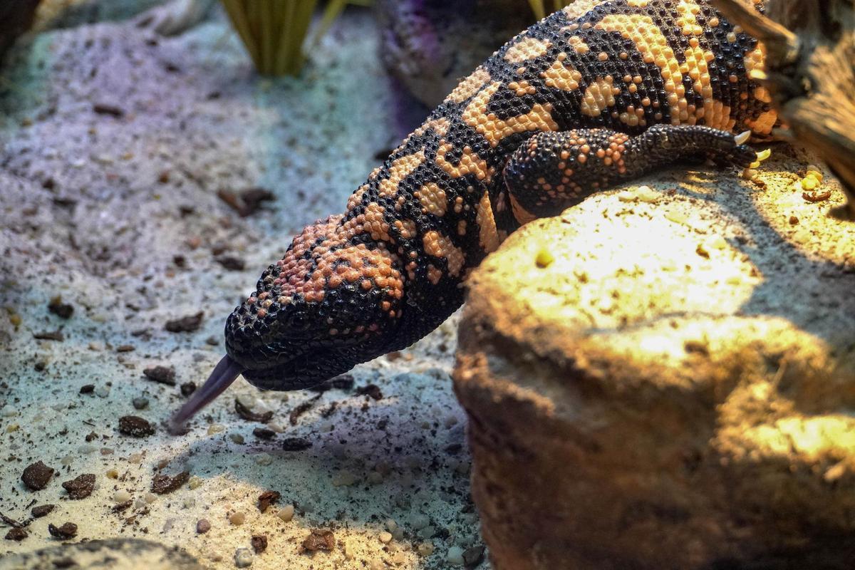 BIOPARC Acuario de Gijón ha inaugurado recientemente la exposición Veneno Naturaleza Letal