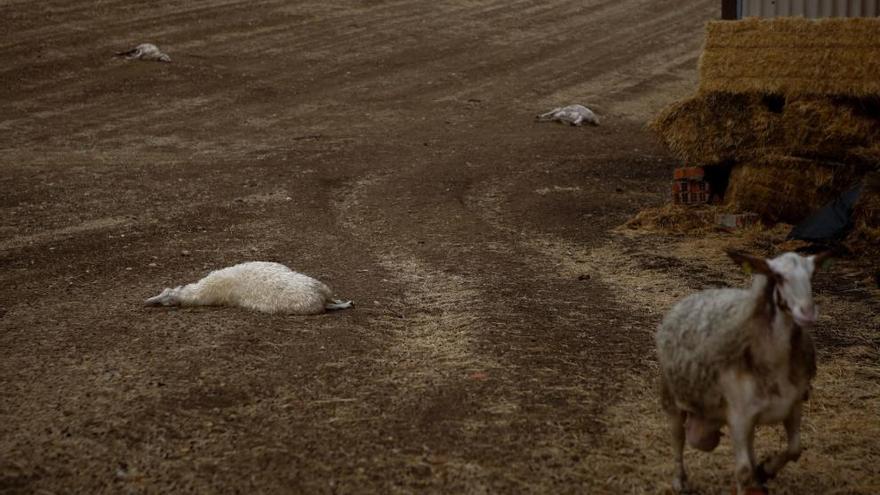 Ovejas matadas por el lobo en una ganadería de San Miguel de la Ribera que sufrió una quincena de ataques este verano.