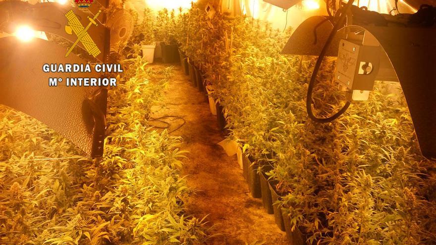 Las plantas de marihuana localizadas por la Guardia Civil en el interior de la nave.