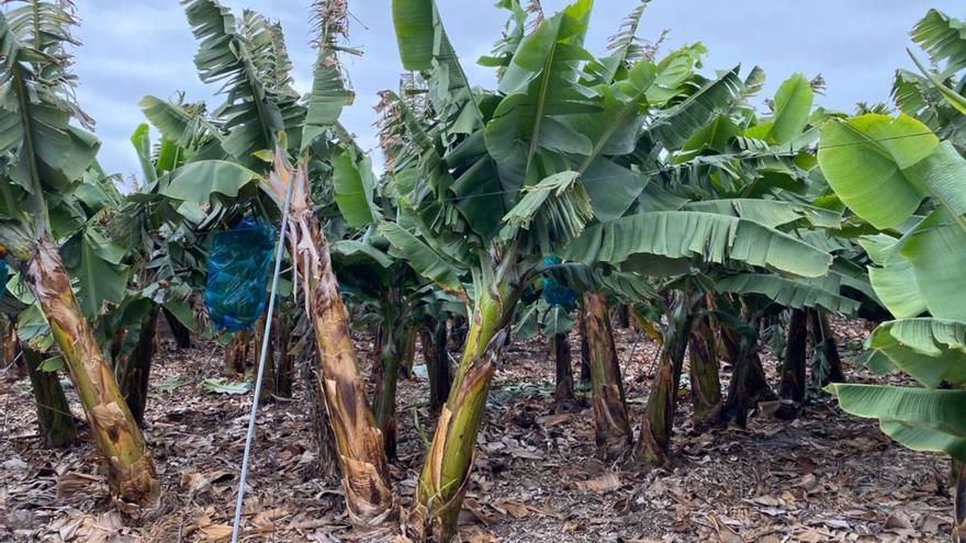 Sensores de tensión para recoger datos instalados en una finca de plátano en Tenerife. | | E.D.