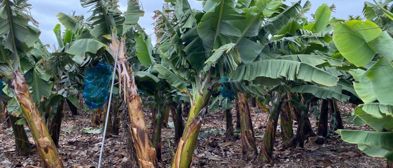 Sensores de tensión para recoger datos instalados en una finca de plátano en Tenerife. | | E.D.
