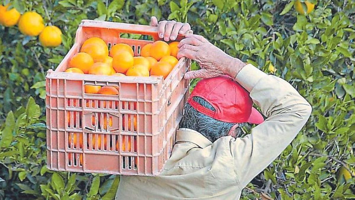 La procedencia de las naranjas sí importa