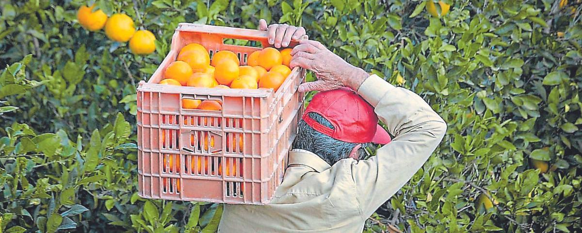 Un temporero recoge naranjas en Cullera (Valencia)