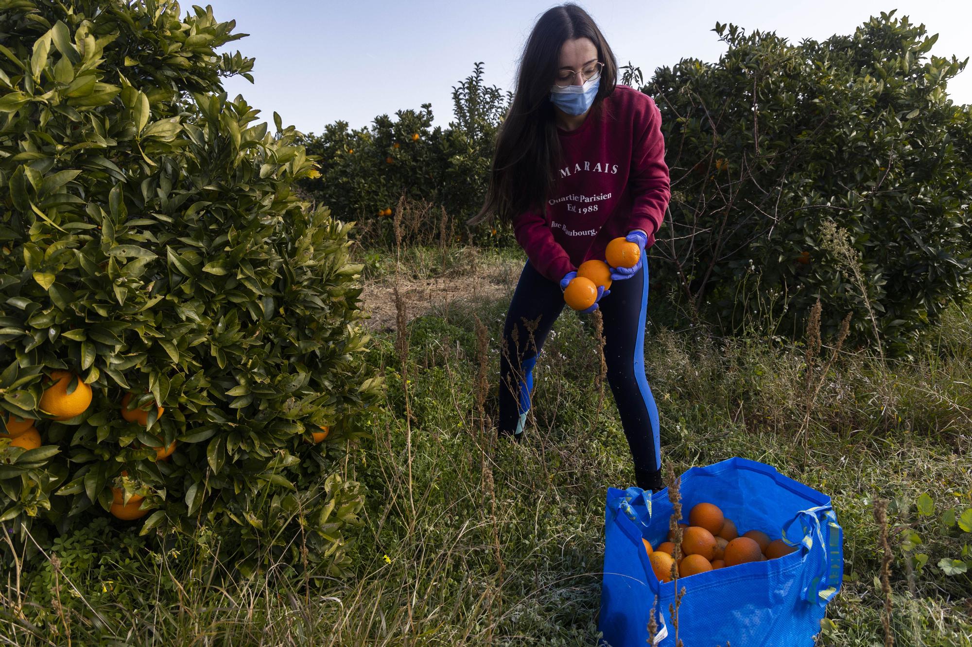 Una joven recoge naranjas esta mañana