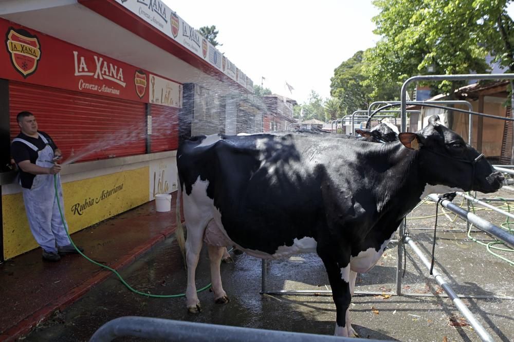 Feria de San Antonio