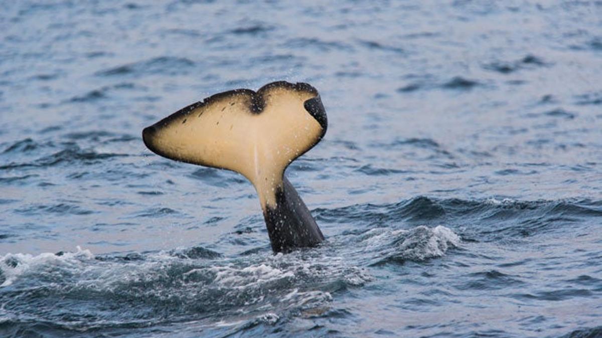 Orcas Lofoten