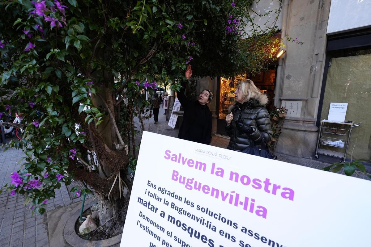 Barcelona 18/12/2024 Recogida de firmas para salvar la buganvilla gigante frente a la floristería María Ponsa , Rambla Catalunya ,124, que Parques y Jardines pretende talar tras el último temporal de viento Fotografía de Ferran Nadeu