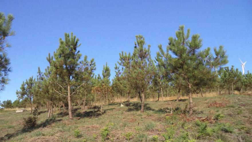 Plantación de pinos en O Carrio.