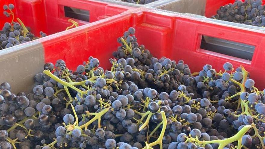 Racimos de uvas recolectados en Toro y almacenados en cajas