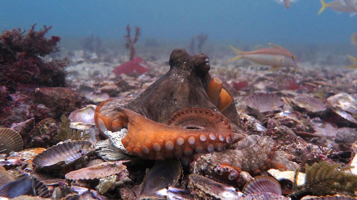 Un ejemplar de pulpo sombrío.