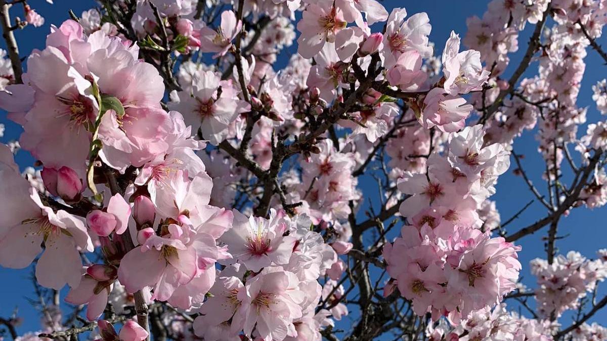 Quieres ver una espectacular floración de almendros y disfrutar su feria?  Ven a Garrovillas de Alconétar - El Periódico Extremadura