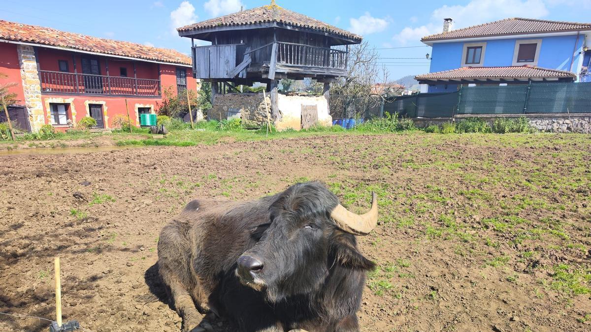 así llegó el animal a Tuernes, hace 9 años