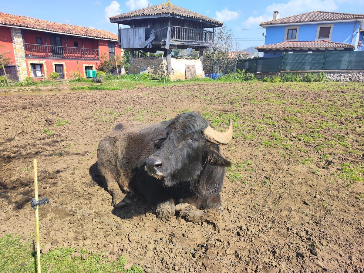 Pocholo, en Llanera.