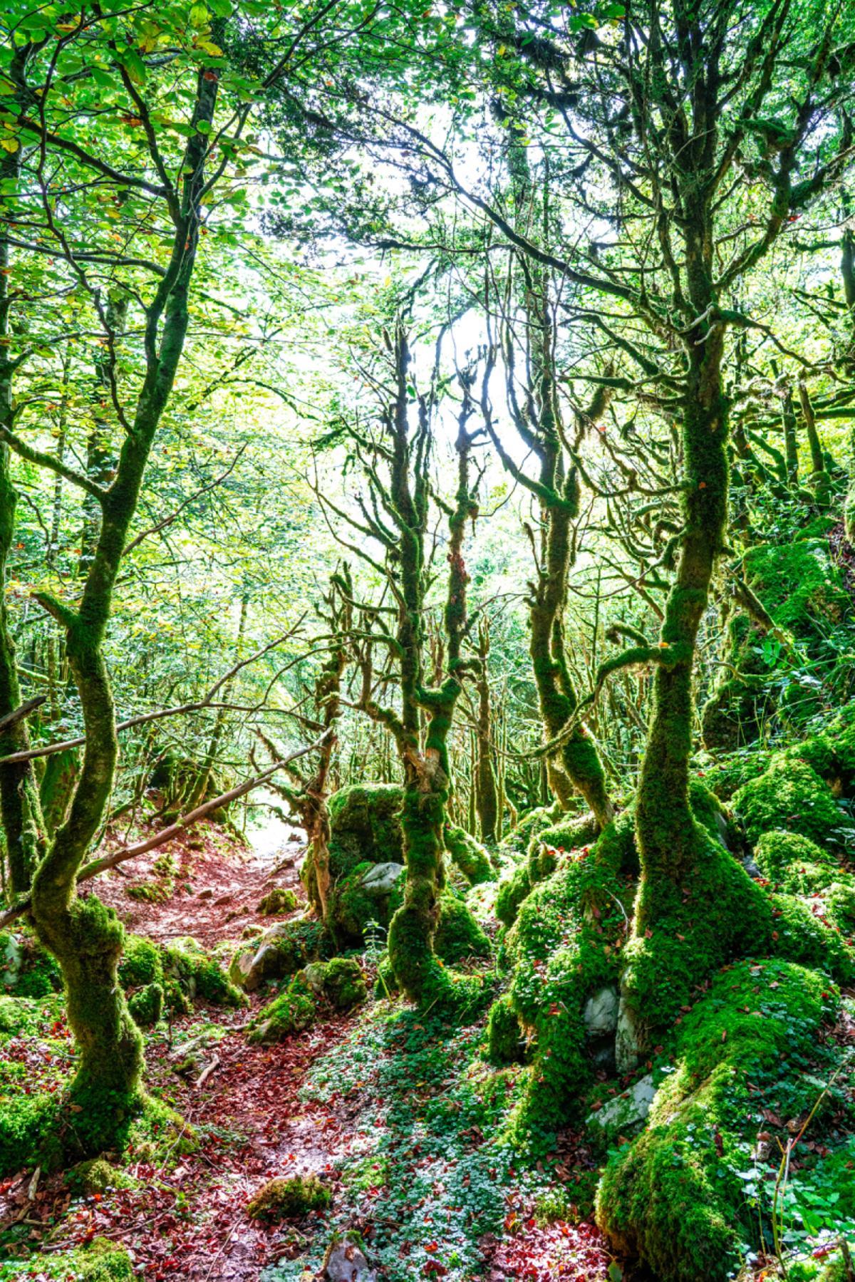 Selva de Irati en Navarra