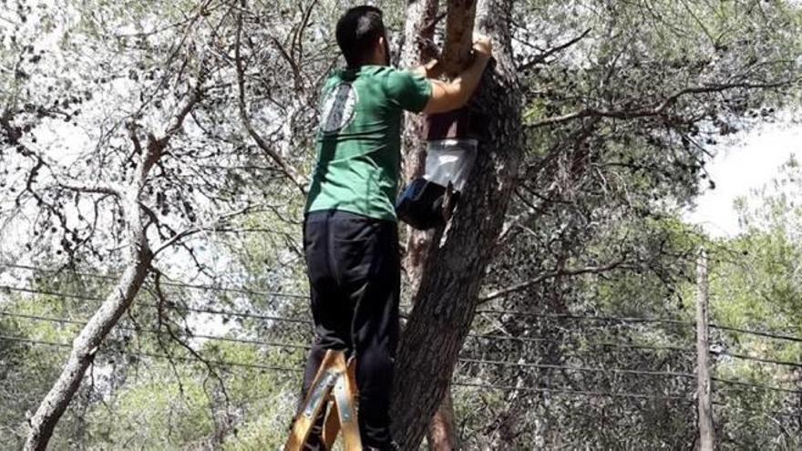 Instalación de trampas en los pinos para combatir a la procesionaria.