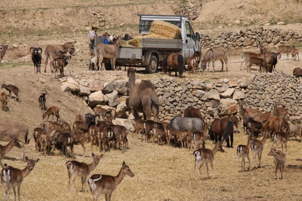 Un safari al límite por el coronavirus