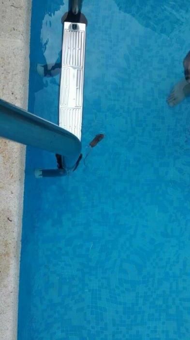 Un ratón en una piscina de Nou Alacant