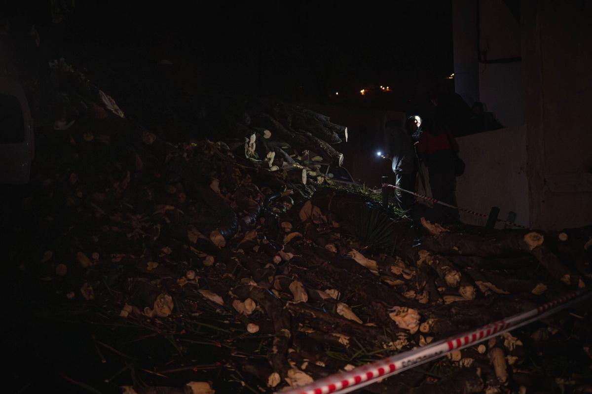 Caída de un drago centenario en Los Realejos
