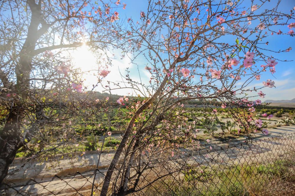 En algunos bancales de secano de la Vega Baja los almendros ya están en flor Es habitual para el caso de la comarca y más este año con lluvia y temperaturas moderadas de los últimos dos meses.