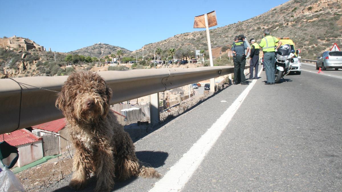 Un perro atado en un arcén tras un accidente en las carreras del término municipal de Cartagena.
