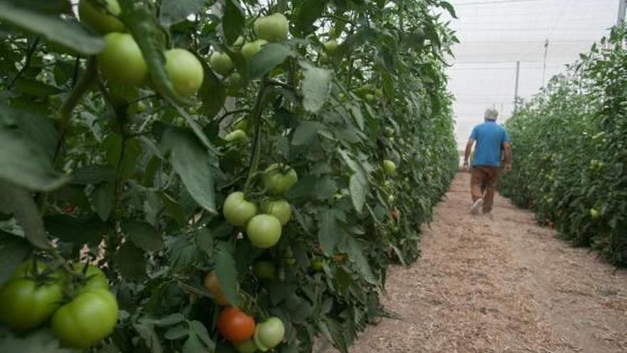 Cultivos en la zona de la la Comunidad de Regantes de la Sexta y Séptima.