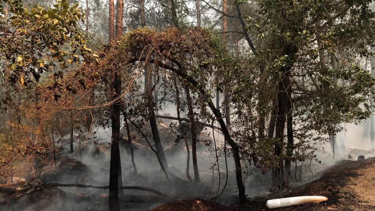 Fontainebleau, uno de los pulmones verdes de Francia en llamas: “Nunca habíamos enfrentado una situación así desde la II Guerra Mundial”