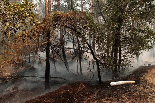 Fontainebleau, uno de los pulmones verdes de Francia en llamas: Nunca habíamos enfrentado una situación así desde la II Guerra Mundial