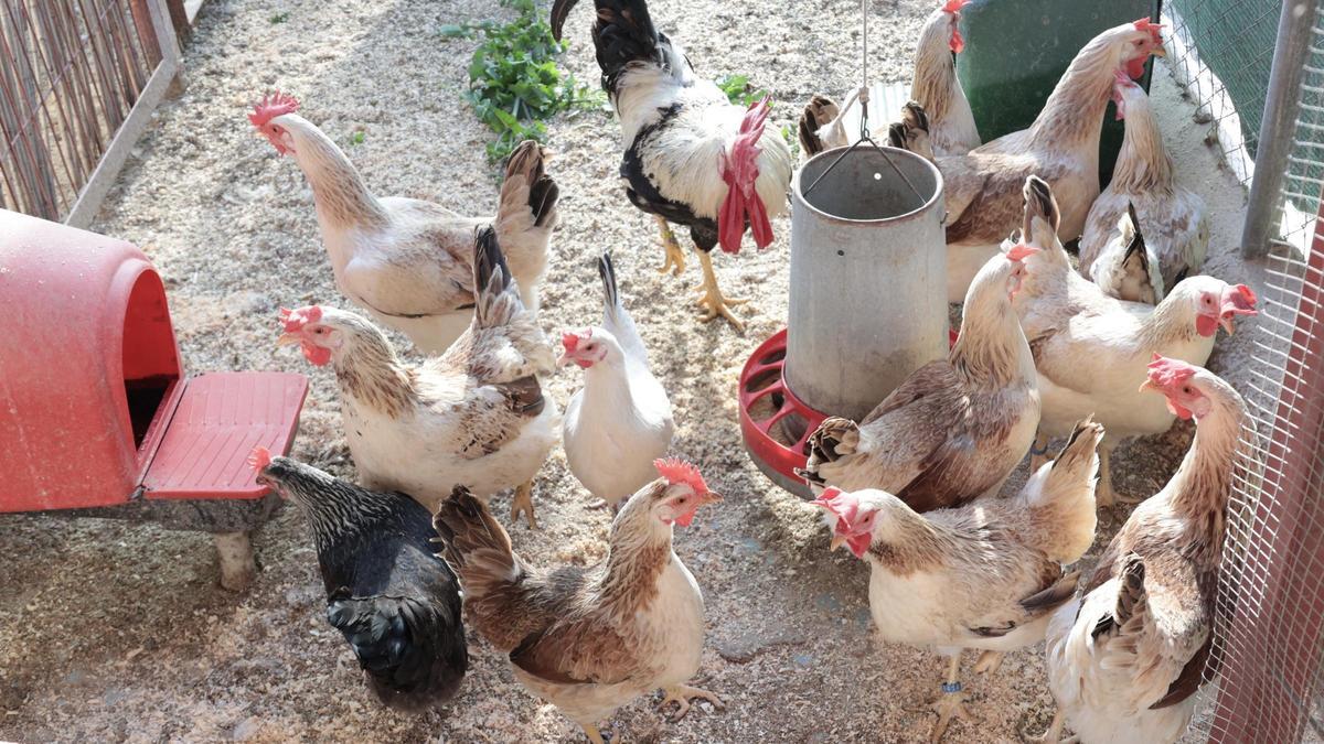 La gripe aviar todavía no se ha detectado en las granjas murcianas, pero si entre algunos animales silvestres.