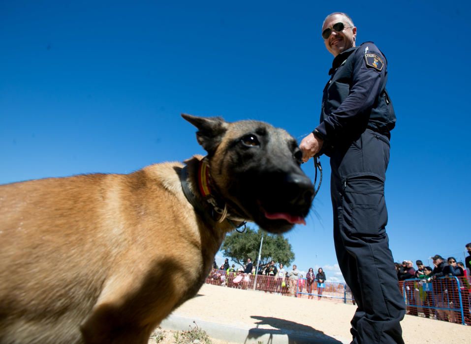 Can We Run: Gran carrera de perros para la concienciación animal