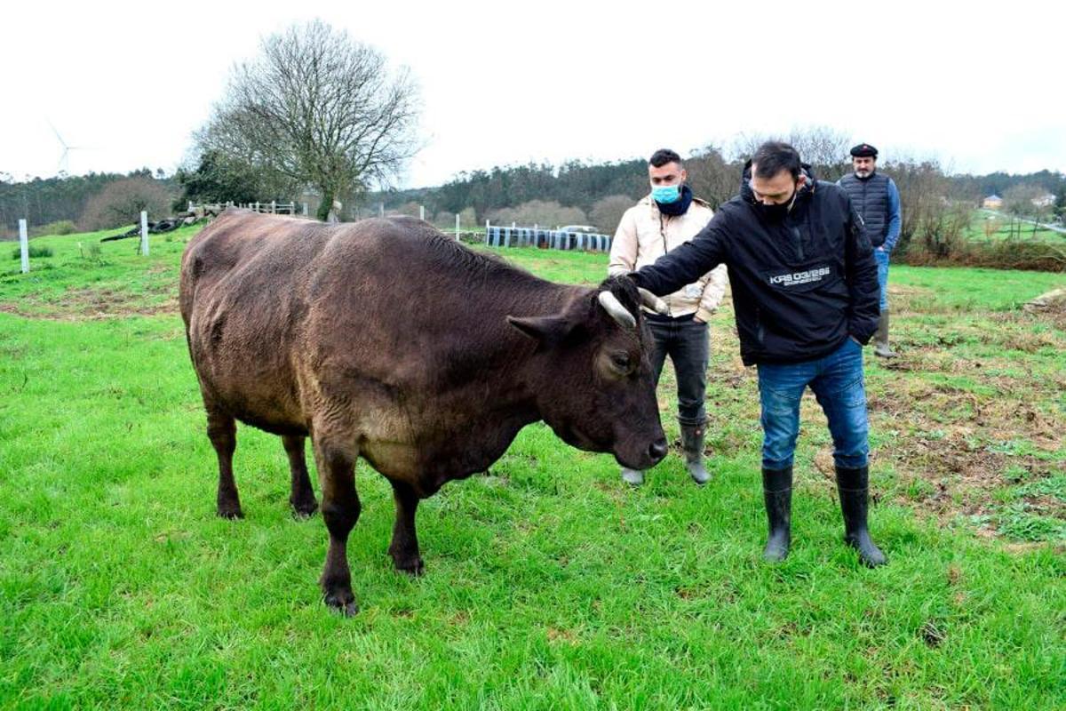 Responsables del grupo Amaren acarician a una res en los pastos de Ames. Fotos: Discarlux
