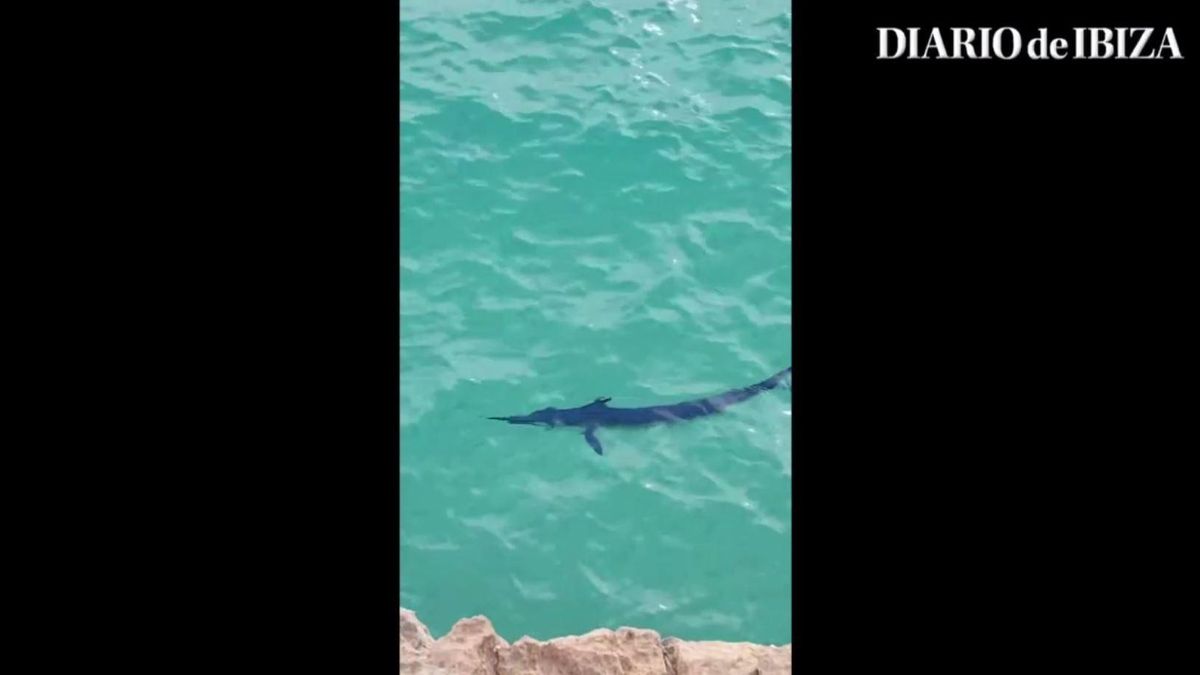 Vídeo: Graban un pez Blue Marlin nadando en aguas de Ibiza