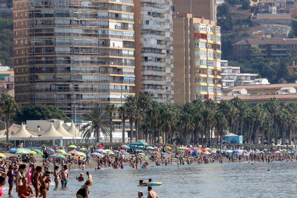 El banco de medusas llega a Málaga capital