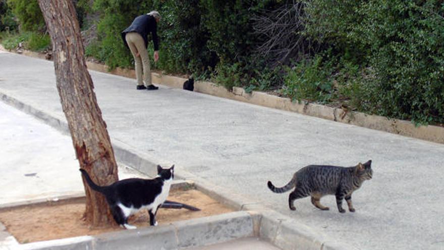 Cerco en Xàbia a las colonias de gatos callejeros