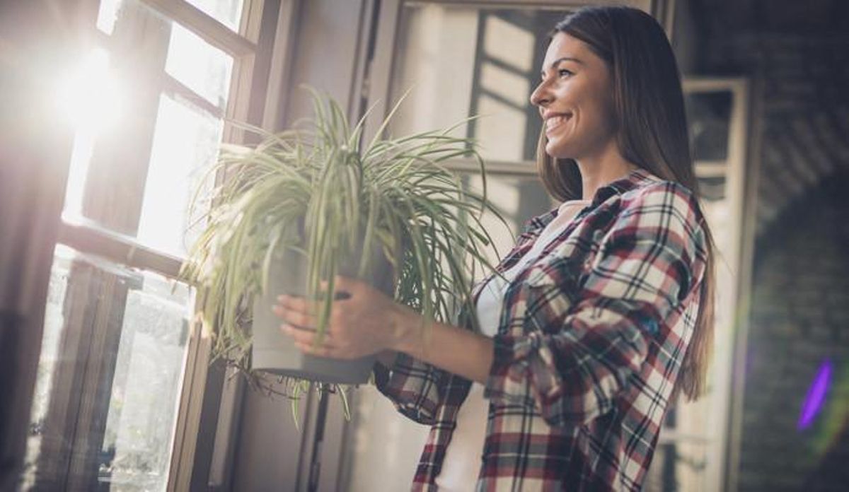 Plantas de interior que te ayudarán a mantener la casa fresca