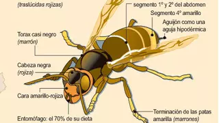 Cómo identificar a la avispa asiática o vespa velutina