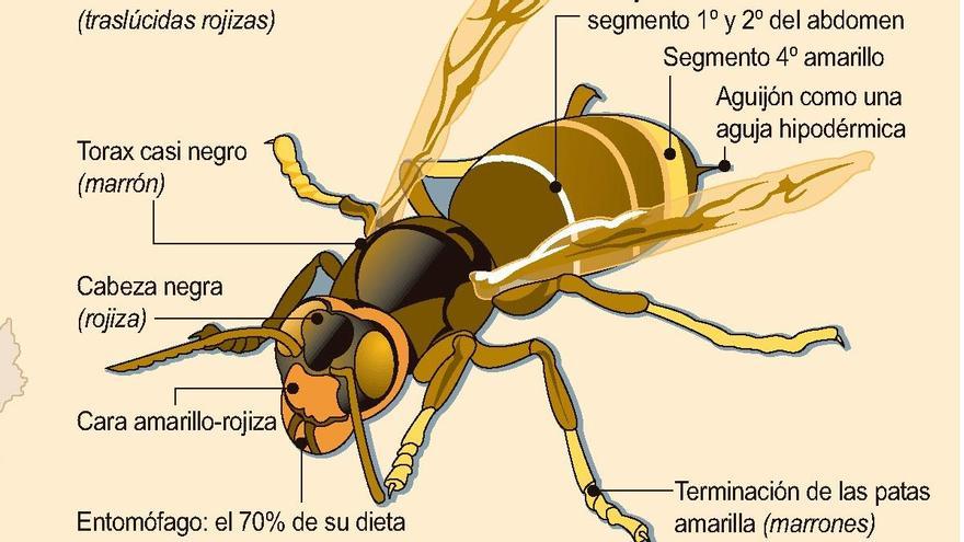 Avispa asiática: cómo diferenciarla