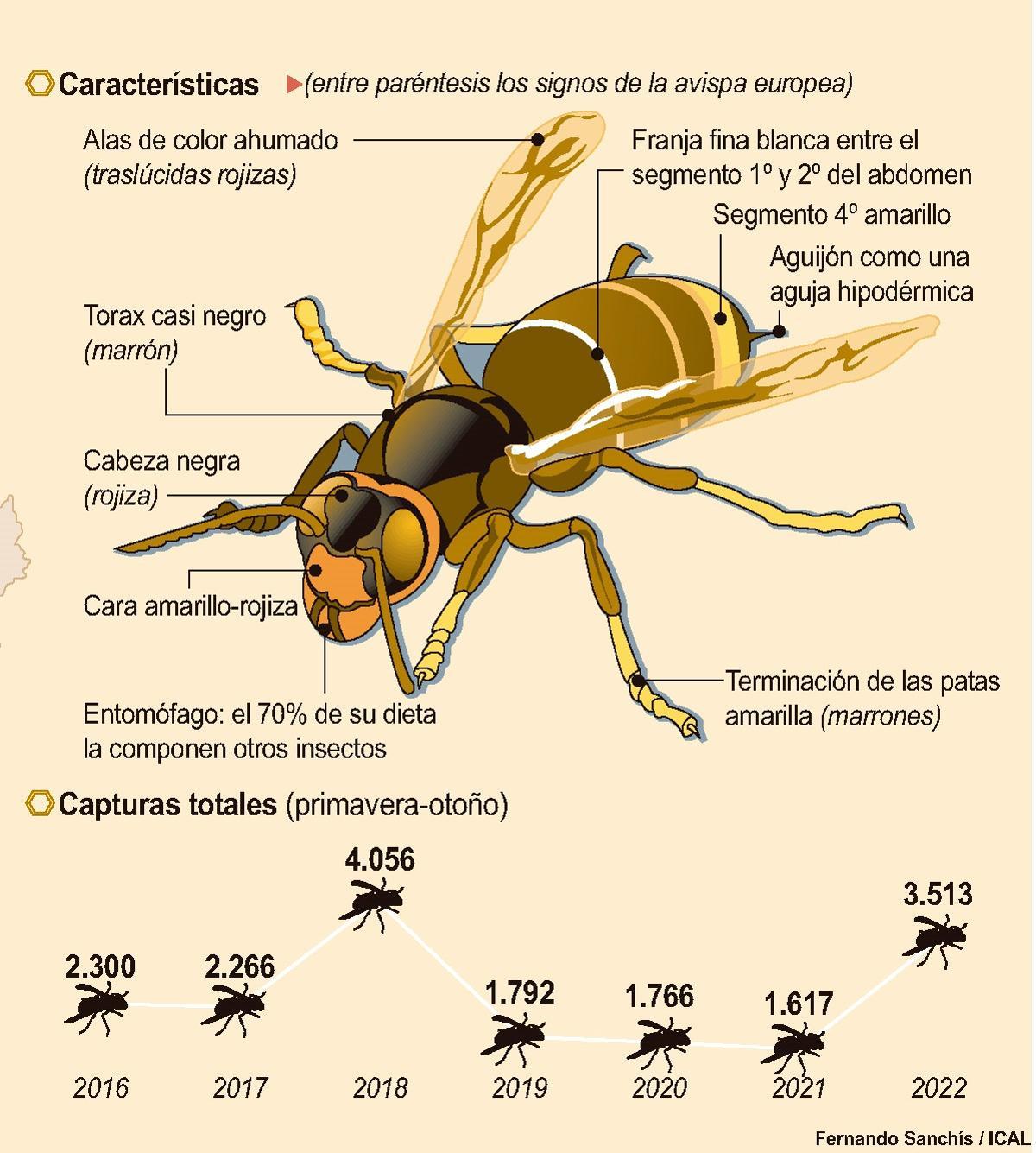 La avispa asiática se expande ya a zonas de la Meseta zamorana y Tierras Altas de Soria y se consolida en la Cordillera Cantábrica, Bierzo y Sanabria.