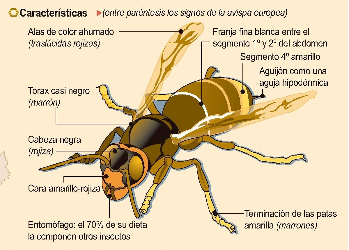 AVISPA ASIÁTICA  Cómo identificar a la avispa asiática o vespa