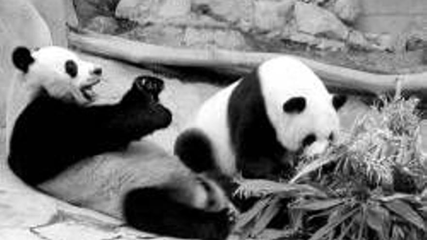 La inseminación artificial logra un ´boom´ de pandas en China