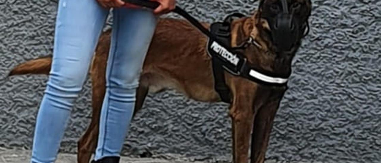 Santa Cruz planea adiestrar perros que protejan a las víctimas de violencia  machista - El Día