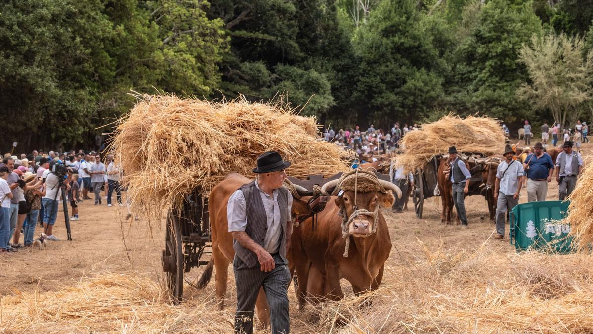 La siembra de Jesús y su abuelo Manolo, en la Feria de Ganado de Teror