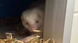 Rescatadas cuatro mofetas abandonadas en Catalunya tras haber sido mascotas domésticas