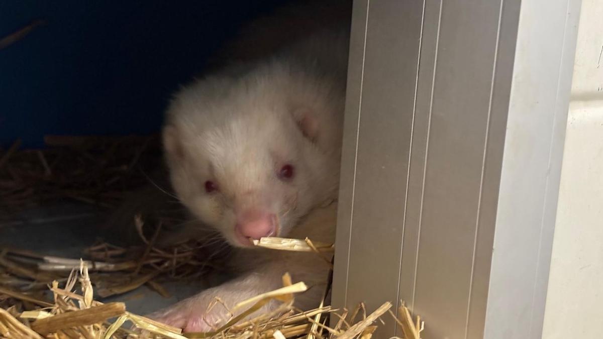 Rescate de cuatro  mofetas