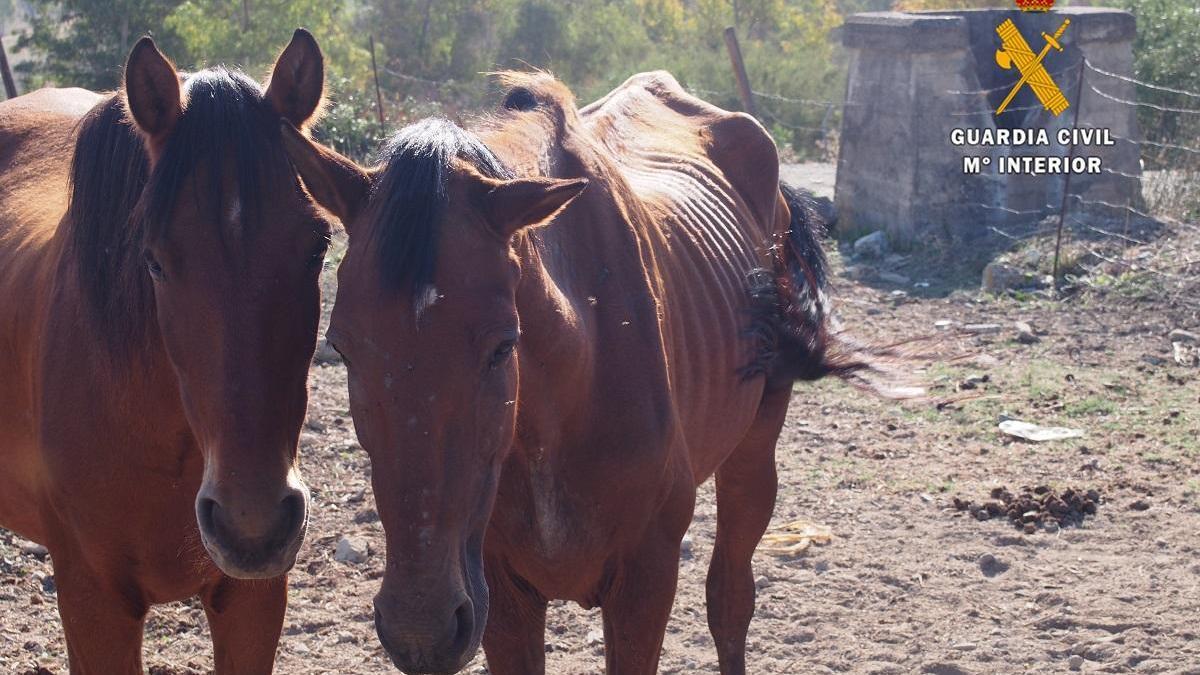 La Guardia Civil realiza más de 200 actuaciones contra el maltrato animal en Málaga