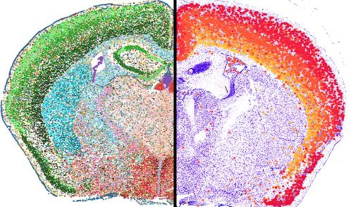 Los investigadores produjeron mapas detallados del sistema nervioso del ratón.