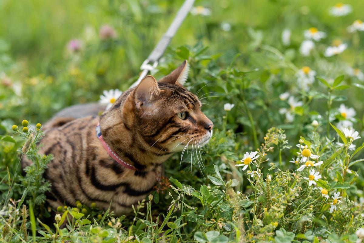 Las correas para los gatos no son iguales que las de los perros.